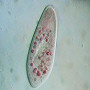 Paramecium sp.